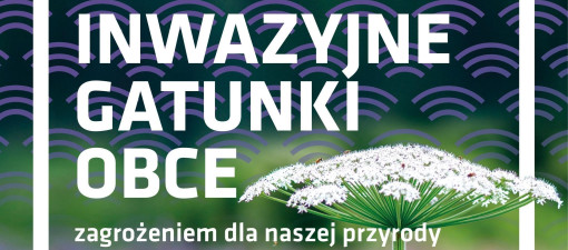 Barszcz Sosnowskiego pojawił się w dwóch rejonach Lublina